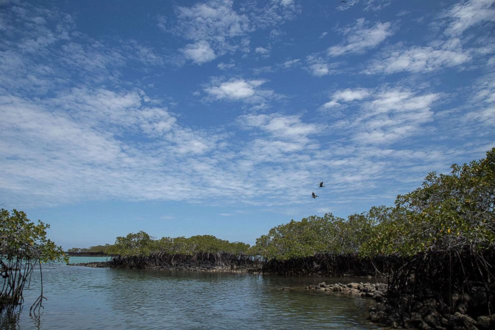 PHOTO: View of the hidden bay where a hammerhead shark nursery was discovered along the coast of Santa Cruz Island in Galapagos, Ecuador, Jan. 21, 2018. 