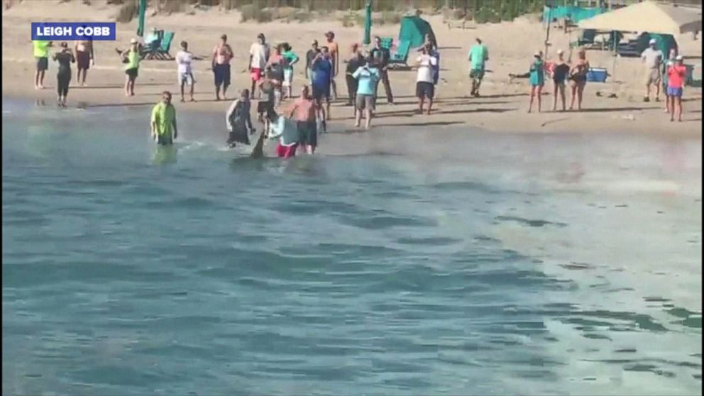 PHOTO: Leigh Cobb took video of a hammerhead shark being pulled ashore by beachgoers on Singer Island, Florida on Feb 8, 2018.