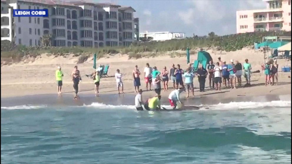 PHOTO: Leigh Cobb took video of a hammerhead shark being pulled ashore by beachgoers on Singer Island, Florida on Feb 8, 2018.