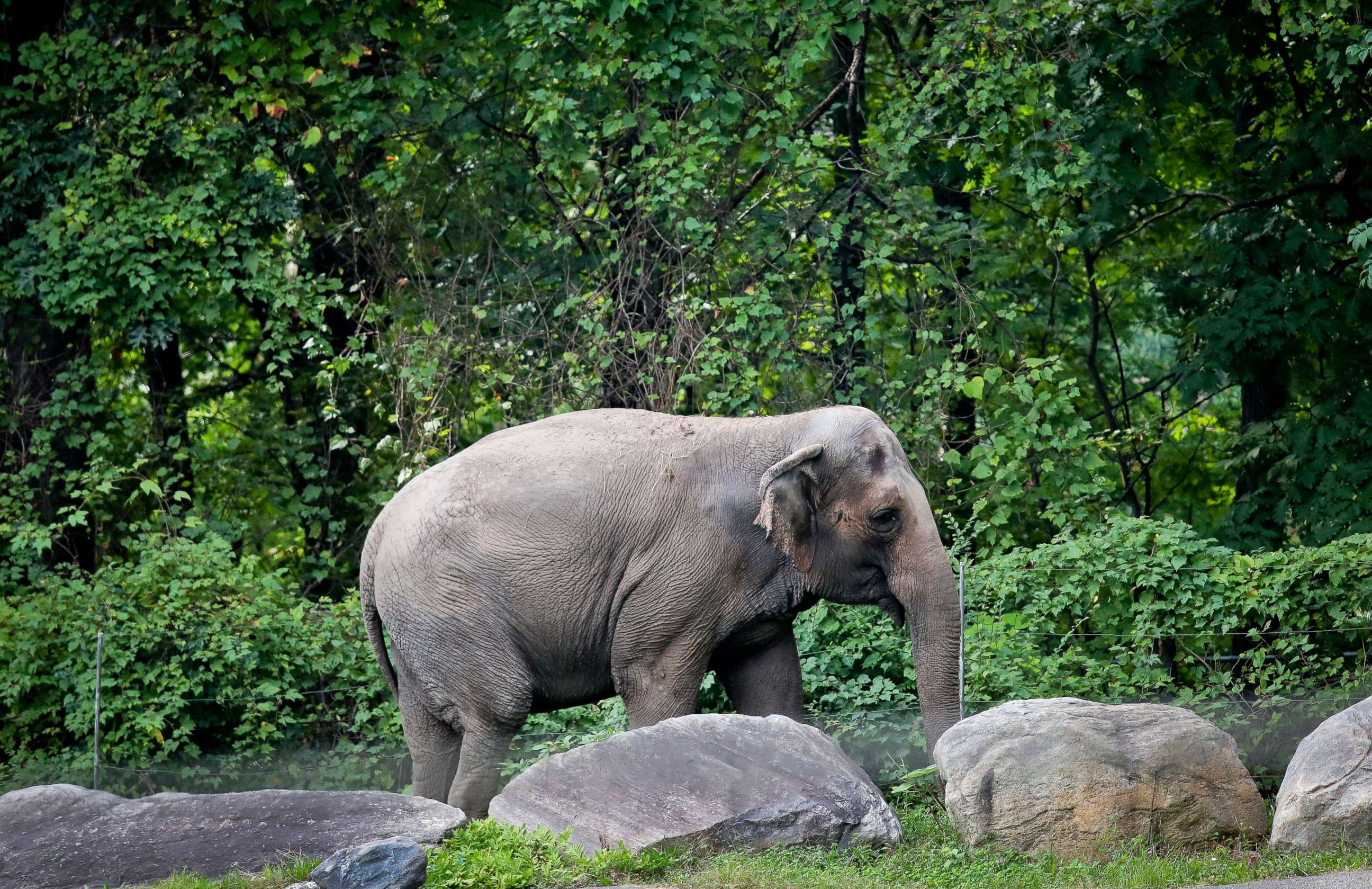 PHOTO: In this Oct. 2, 2018 file photo, Bronx Zoo elephant "Happy" strolls inside the zoo's Asia Habitat in New York.