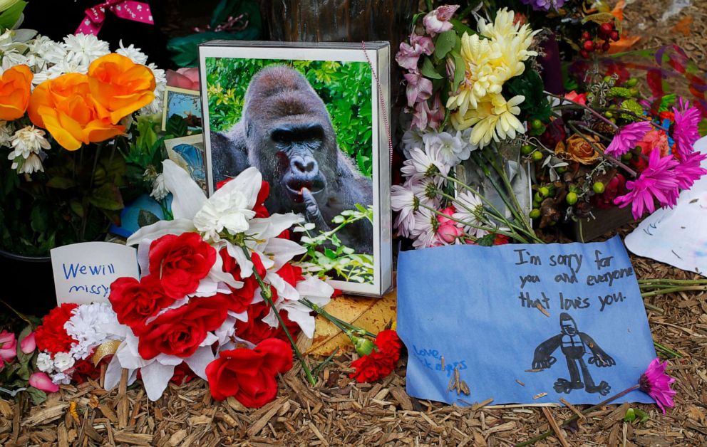 PHOTO: In this June 2, 2016, file photo, flowers lay around a bronze statue of a gorilla at the Cincinnati Zoo's Gorilla World exhibit days after a boy fell into the moat and officials were forced to kill Harambe, a Western lowland silverback gorilla.