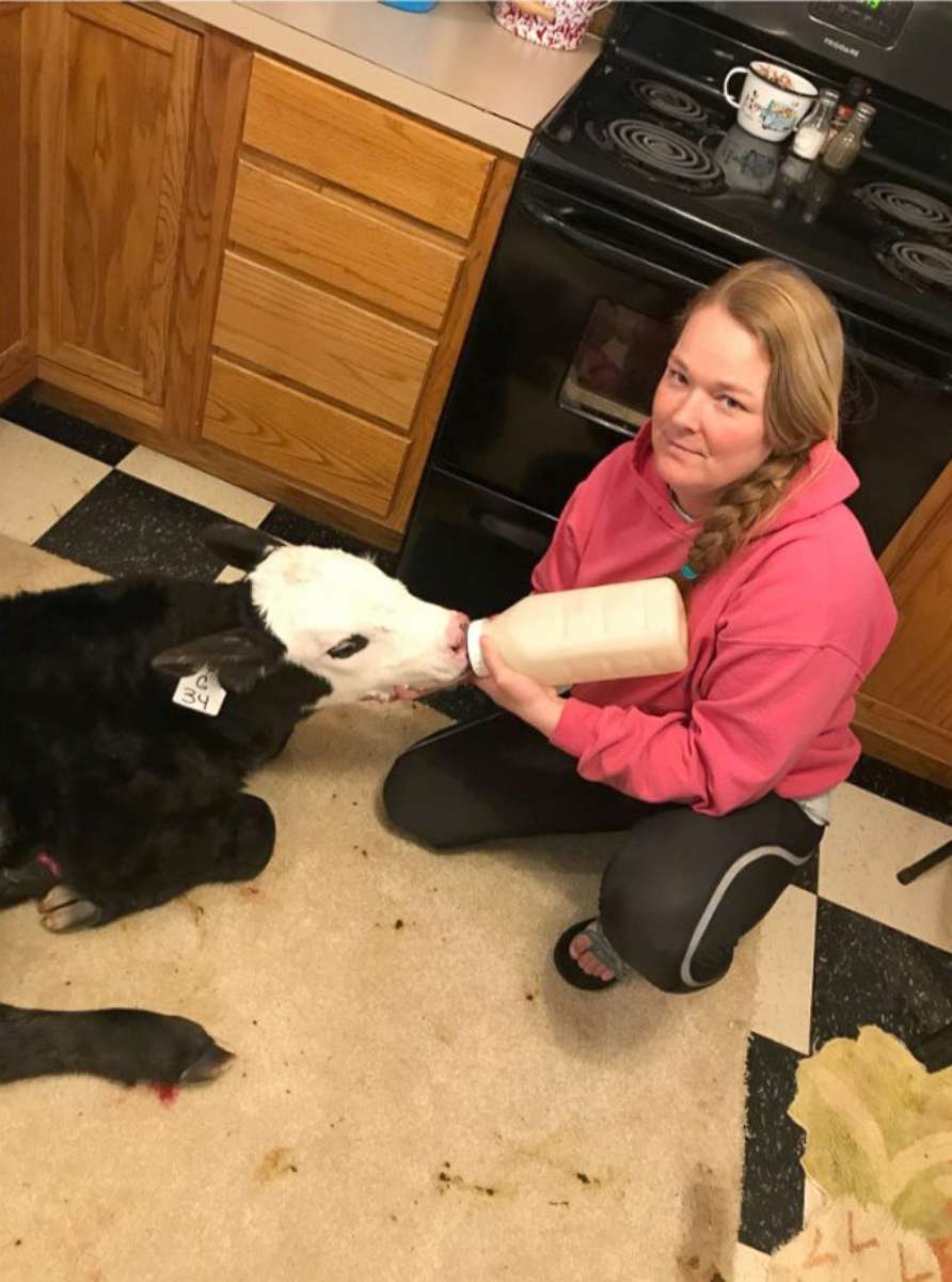 PHOTO: Megan Harris bottle-feeds a newborn calf inside her kitchen. Megan and Kenny Harris, who own a farm in Huntsville, Ark., had to move a number of newly born calves into their home to keep them out of the freezing cold.