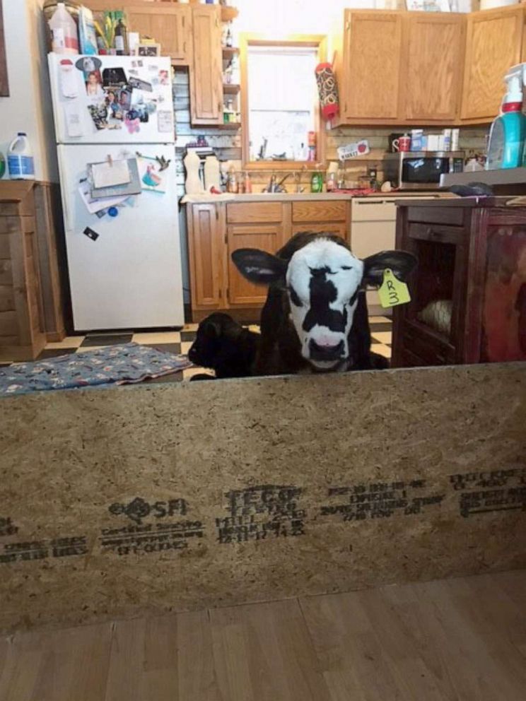 PHOTO: Megan and Kenny Harris, who own a farm in Huntsville, Ark., had to move a number of newly born calves into their home to keep them out of the freezing cold.
