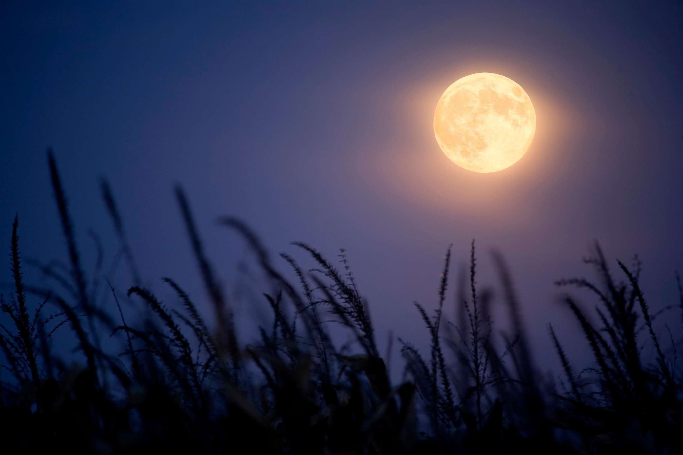 PHOTO: Full "Harvest Moon" and corn stalks.