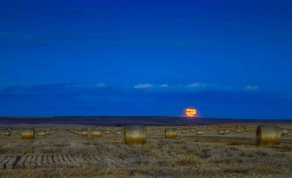 PHOTO:The Harvest Moon is pictured, Sept. 24, 2018, in thin clouds and above a field of hay bales in Alberta, Canada.