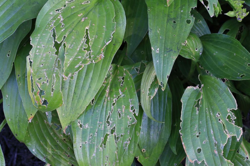 PHOTO: Damaged leaves from plant eating insects.
