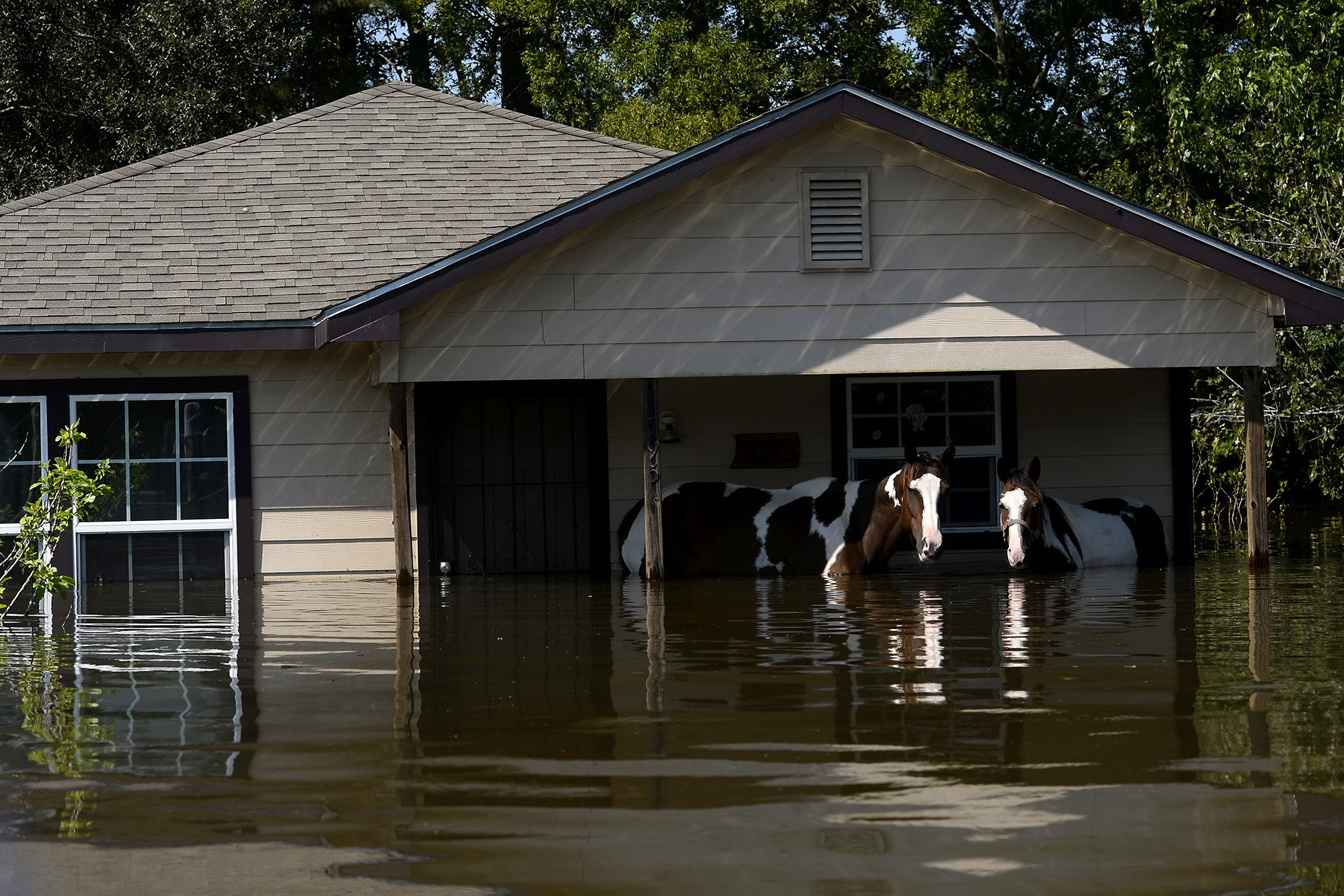 PHOTO: Horses stand in deep floodwaters in the north end of Beaumont, Texas, Aug. 31, 2017. Beaumont firefighters led them to dry land. 
