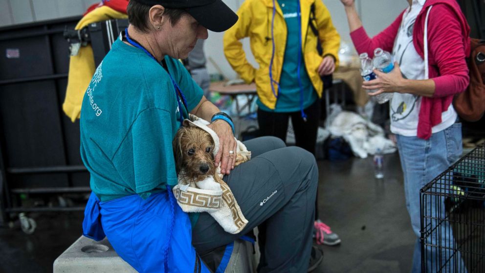 PHOTO: A vet holds a dog at a shelter in the George R. Brown Convention Center during the aftermath of Hurricane Harvey, Aug. 28, 2017, in Houston.