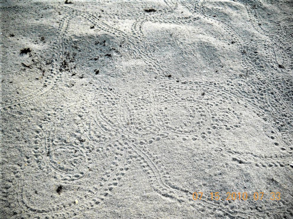 PHOTO: A pattern of fanned-out tracks likely resulted from disoriented sea turtles that hatched on Pompano Beach, Florida, in 2010.