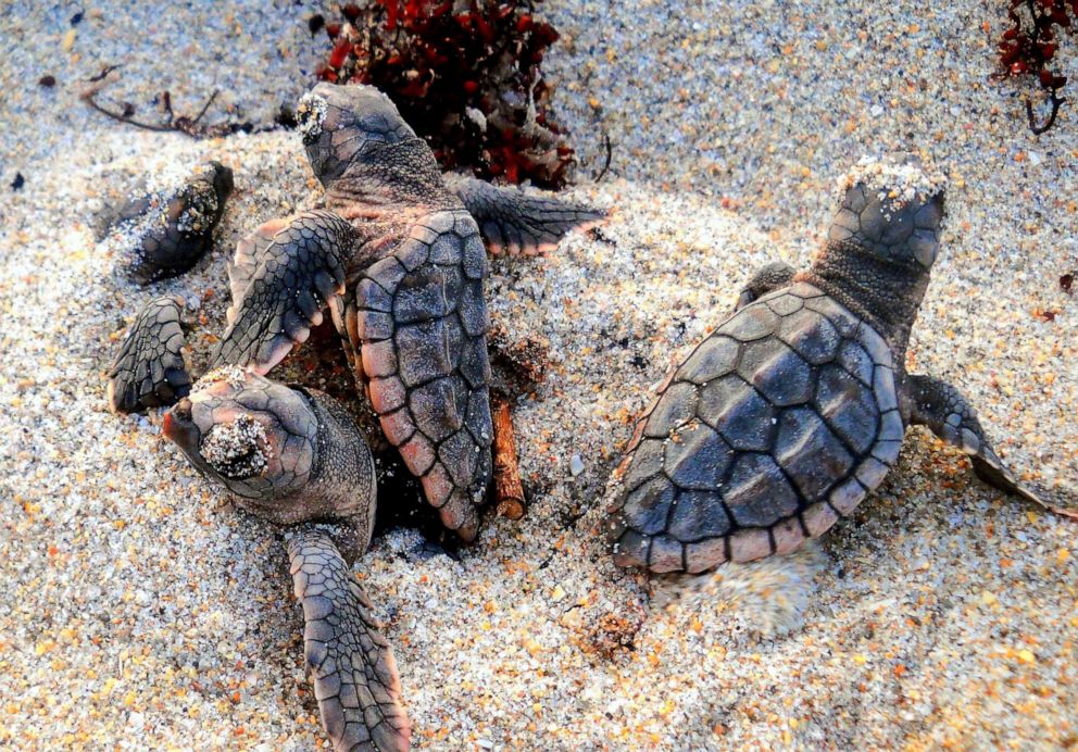 PHOTO: A morning hatchout of Loggerhead sea turtles is pictured in Highland Beach, Florida, in July 2012.