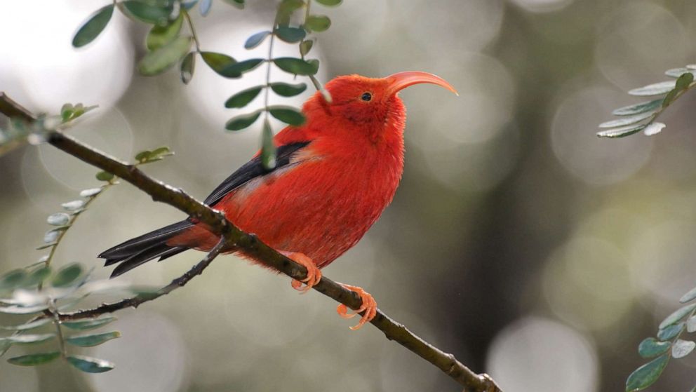 PHOTO: This Iiwi bird, on the island of Maui, has a long curved beak which enables it to extract nectar from flowers.