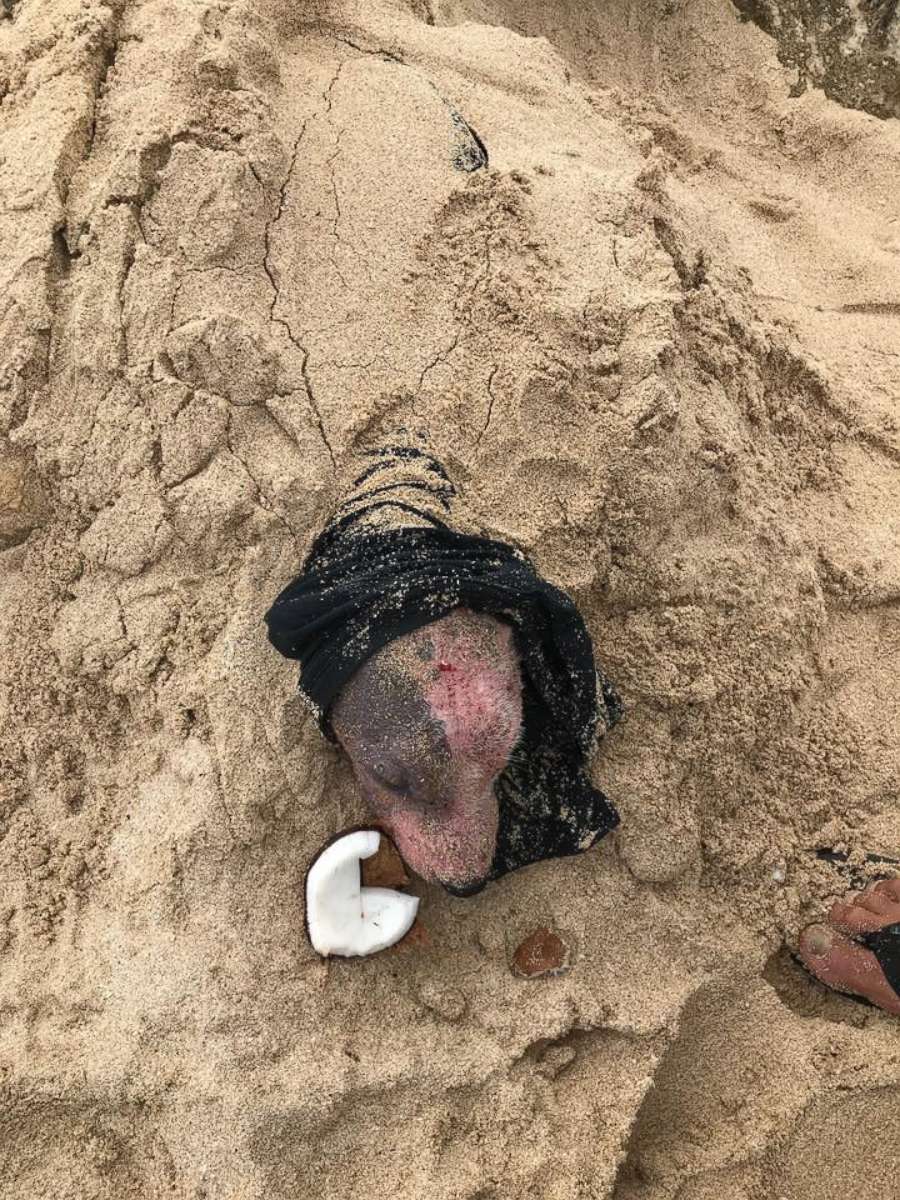 PHOTO: The animal rescue group PAWS of Hawaii released this image of a dog that they say was found after it was cut with a blade and then buried alive on a beach in Hawaii, July 9, 2019.