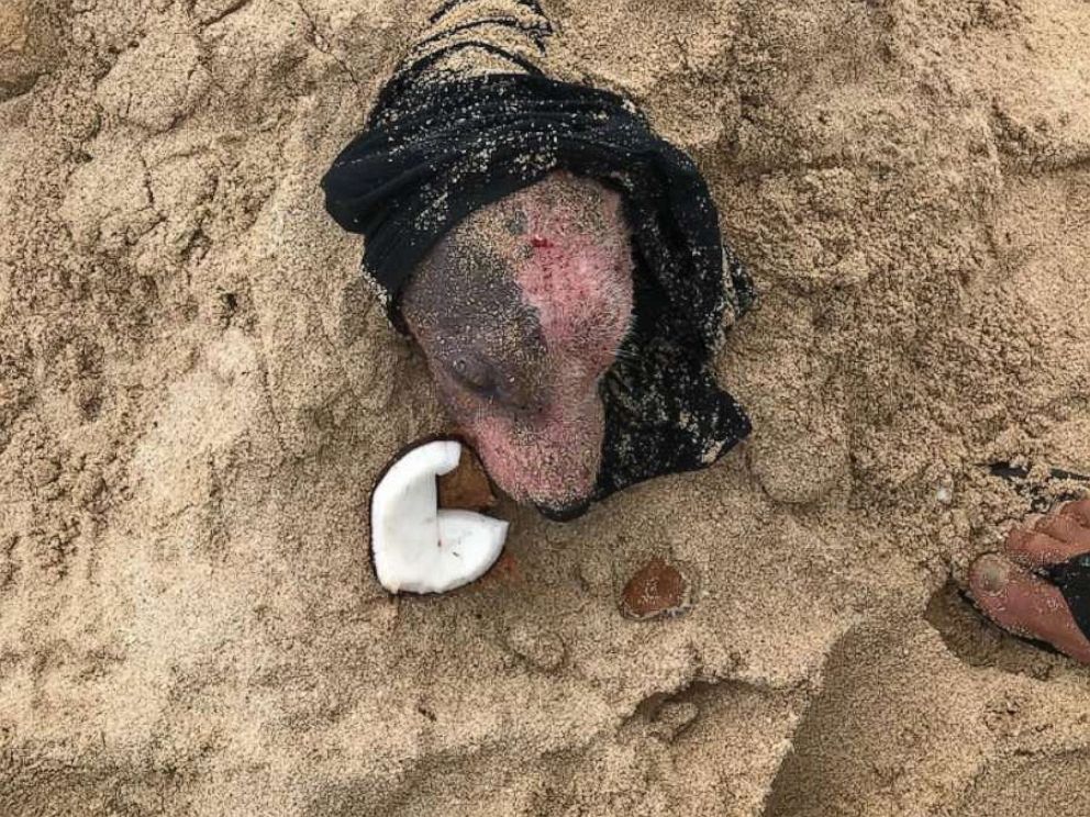 PHOTO: The animal rescue group PAWS of Hawaii released this image of a dog that they say was found after it was cut with a blade and then buried alive on a beach in Hawaii, July 9, 2019.