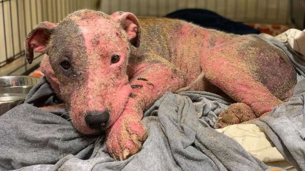 ẢNH: Nhóm cứu hộ động vật PAWS của Hawaii đã công bố hình ảnh về một con chó mà họ cho là đã được tìm thấy sau khi nó bị cắt bằng lưỡi dao rồi chôn sống trên một bãi biển ở Hawaii, ngày 9 tháng 7 năm 2019.