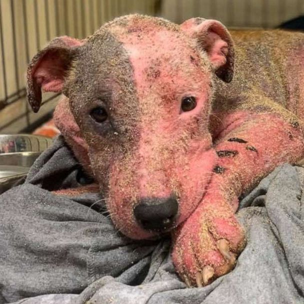 Animal rescuers save dog 'bleeding from every inch of her body' that was buried alive on Hawaiian beach - Good Morning America