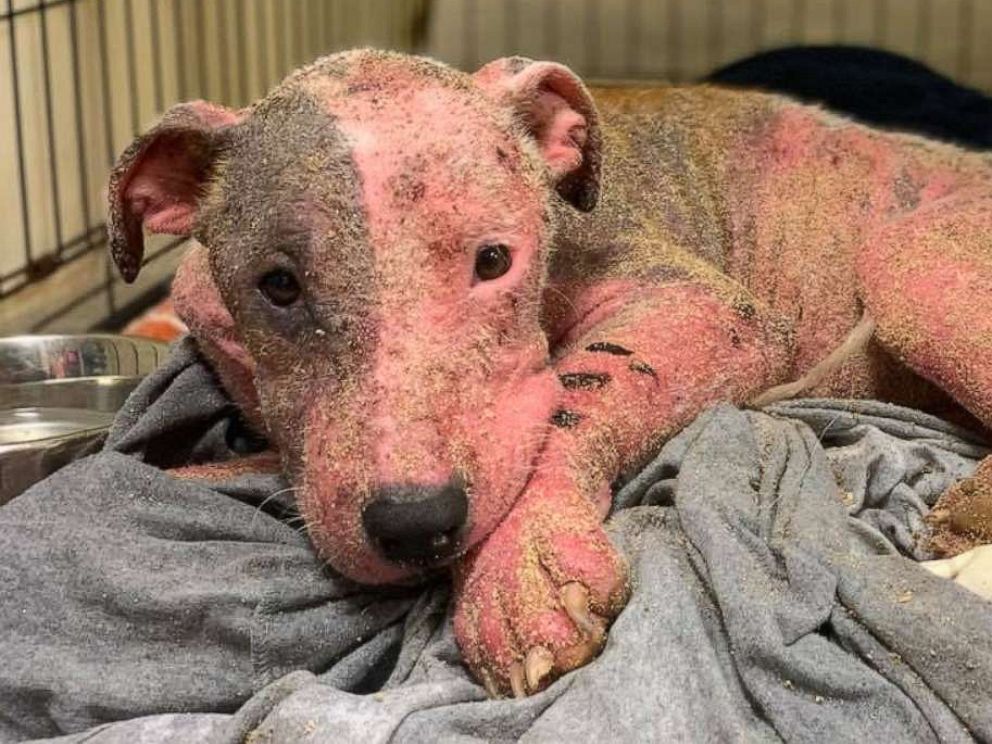 PHOTO: The animal rescue group PAWS of Hawaii released this image of a dog that they say was found after it was cut with a blade and then buried alive on a beach in Hawaii, July 9, 2019.