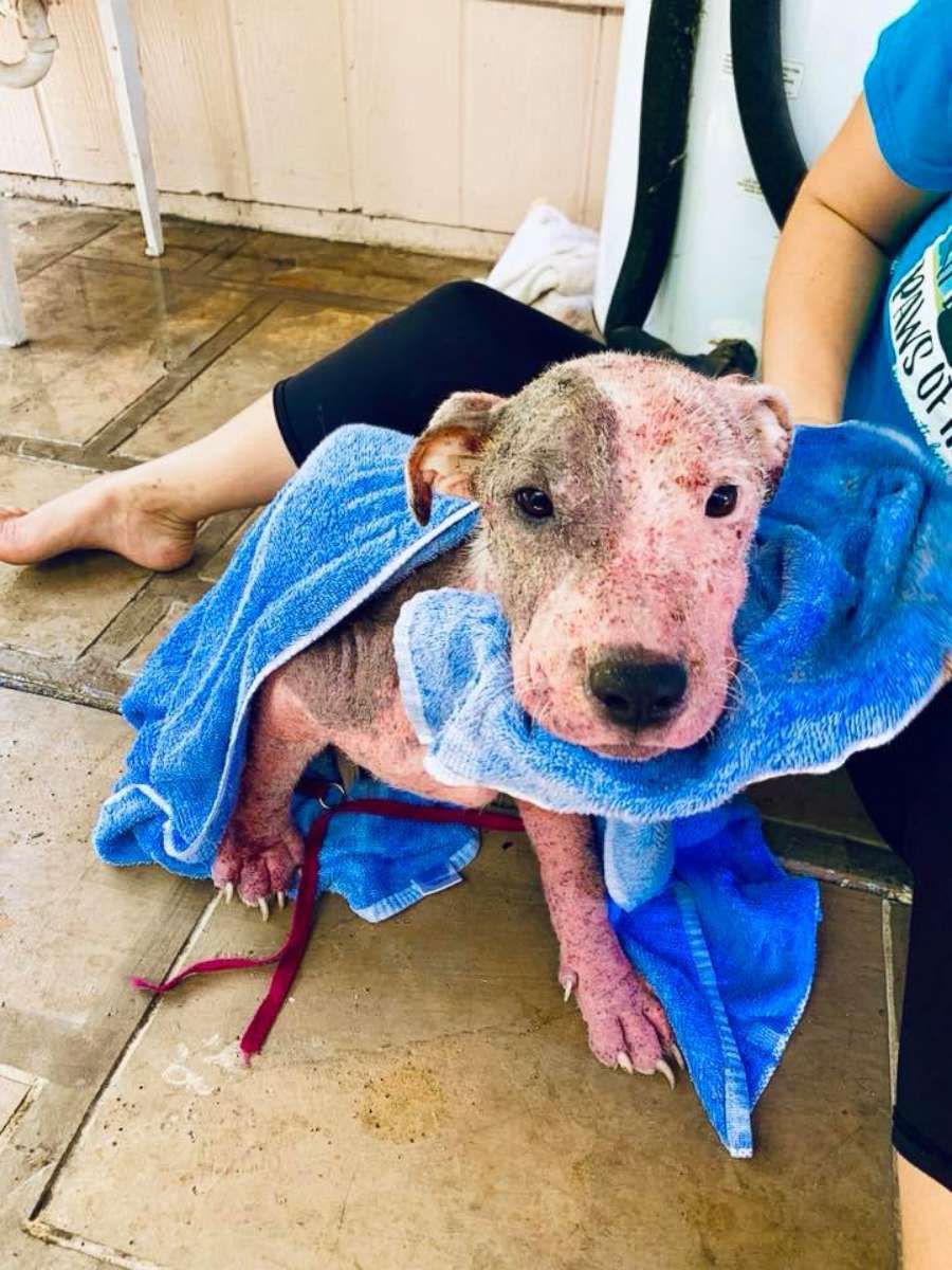 PHOTO: The animal rescue group PAWS of Hawaii released this image of a dog that they say was found after it was cut with a blade and then buried alive on a beach in Hawaii, July 9, 2019.
