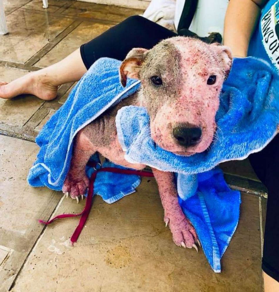 Animal rescuers save dog 'bleeding from every inch of her body' that