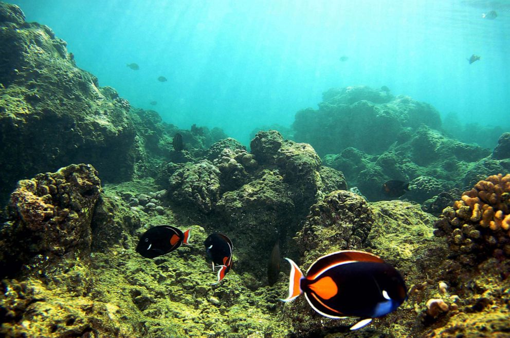 PHOTO: Fish pass over a coral reef at Hanauma Bay, Jan. 15, 2005 in Honolulu.