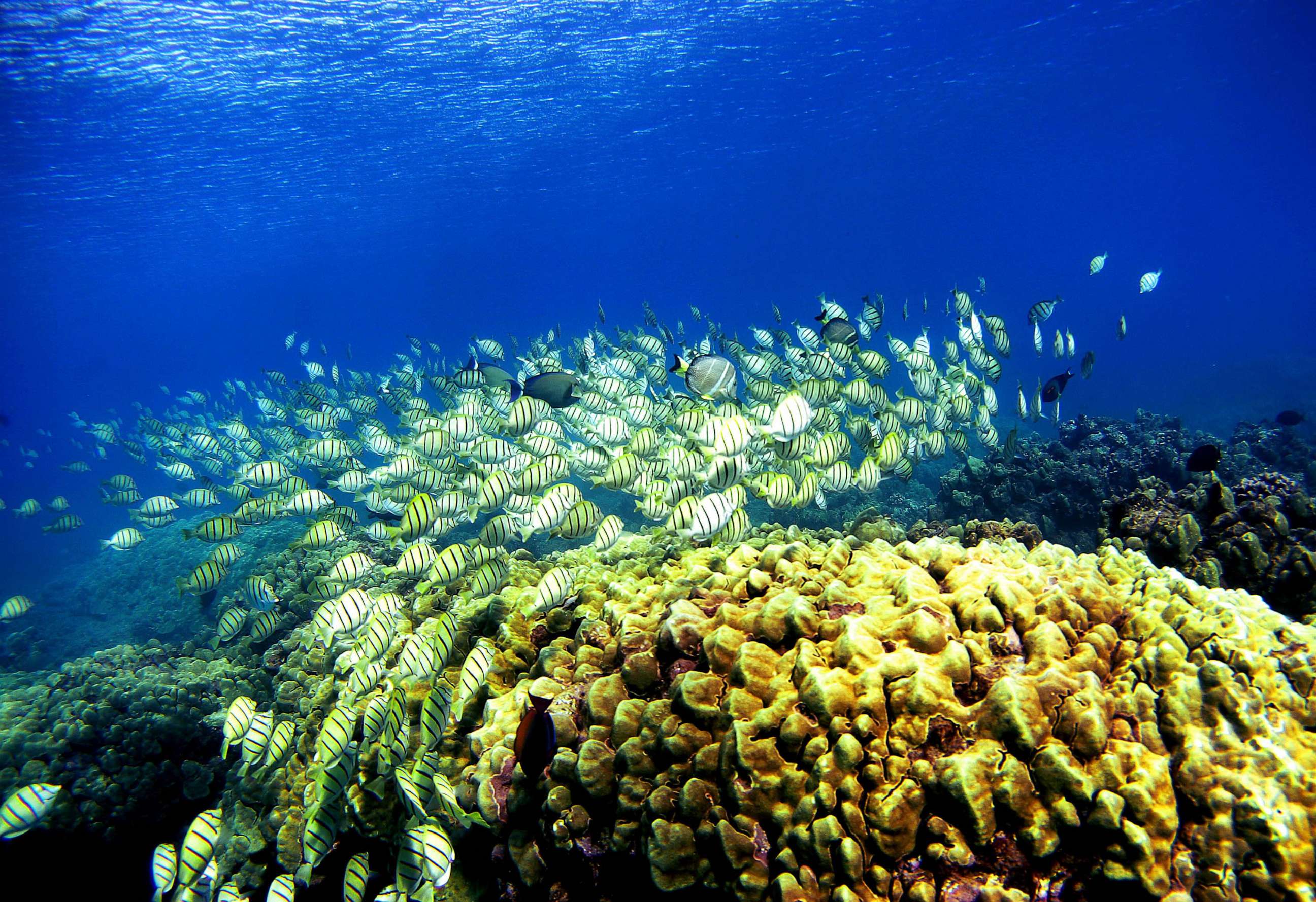 PHOTO: FILE - A school of manini fish pass over a coral reef at Hanauma Bay, Jan. 15, 2005 in Honolulu.