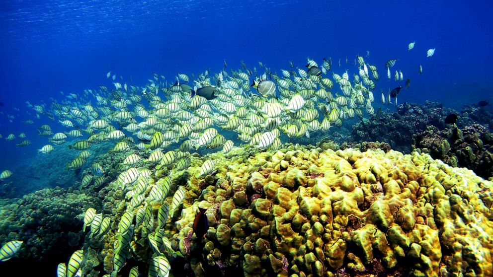 PHOTO: FILE - A school of manini fish pass over a coral reef at Hanauma Bay, Jan. 15, 2005 in Honolulu.