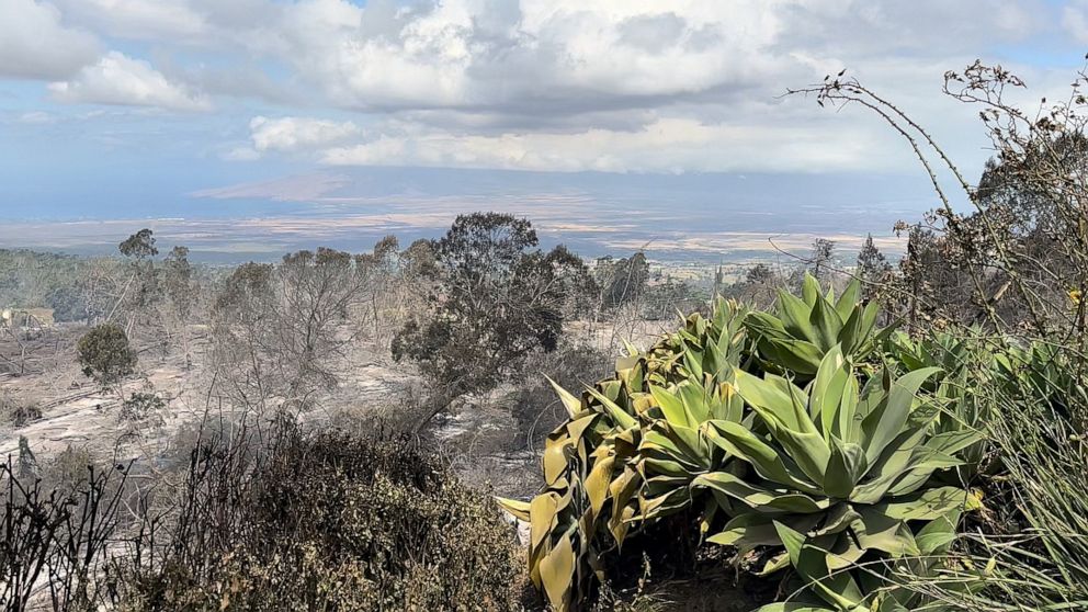 PHOTO: The scorched landscape in the Kula district of Maui.