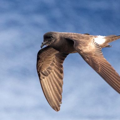 The akeake, or band-rumped storm petrel, are heard but rarely seen. 