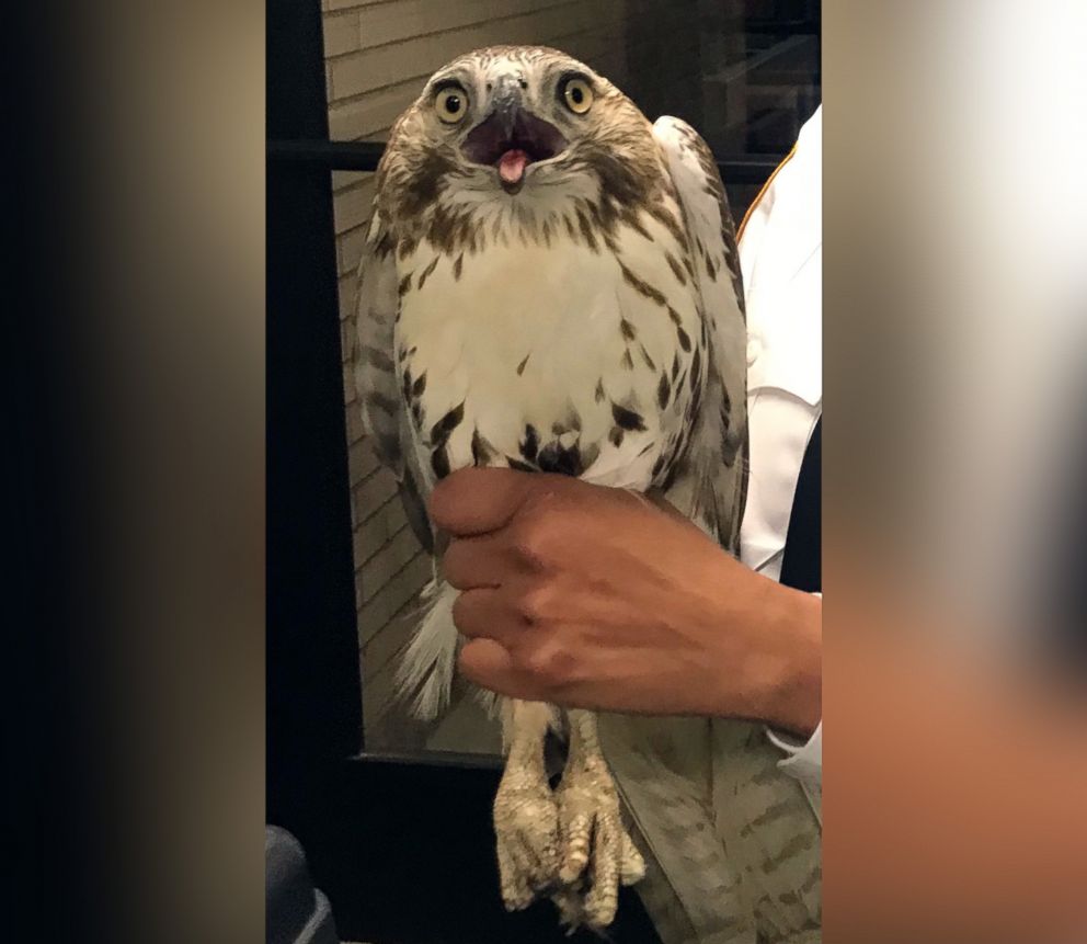 PHOTO: Police say a hawk was safely removed by animal handlers after it flew to a home in Queens, New York on Nov. 20, 2018.