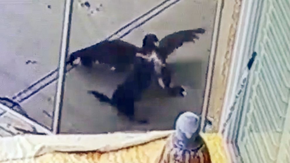 Dog Owner Steps In As Hawk Attacks Her Dog