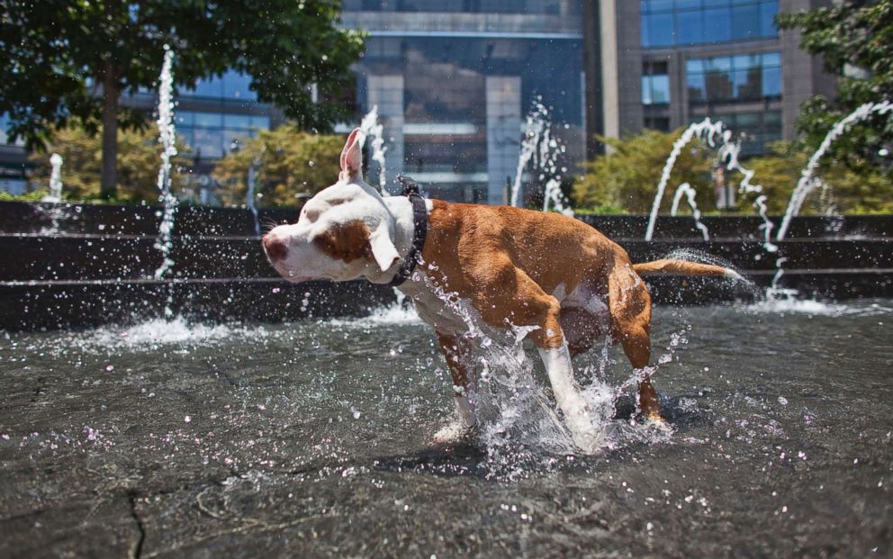   PHOTO: Max, a red nose pitbull refreshes himself in the Columbus Circle fountain during a heat wave wave on July 12, 2011 in New York City 