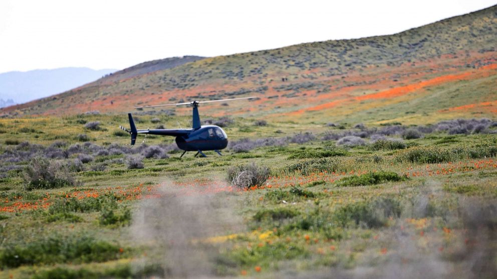 VIDEO: In an effort to protect the delicate flowers, officials at the Antelope Valley Poppy Reserve have be working hard to keep selfie-seeking guests on the paths and out of the fields.
