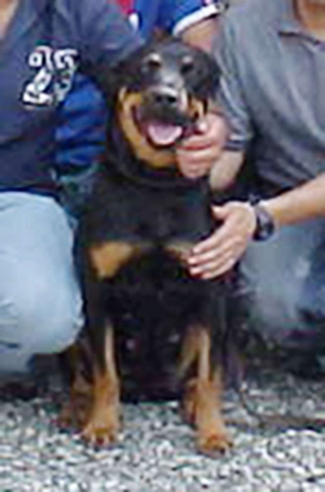 PHOTO: A Rottweiler named Heroina who was saved is now serving as a narcotics dog. 