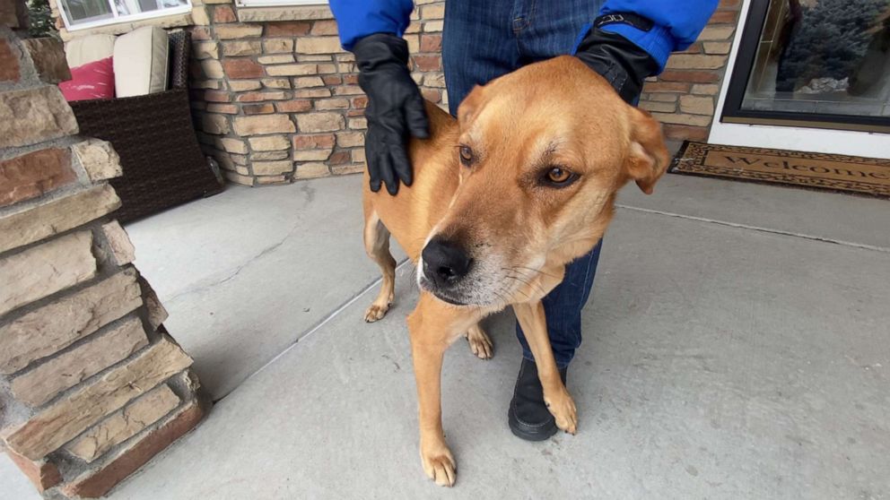 PHOTO: Happy, the dog of hiker Josh Hall, was found alive on Feb. 11, eight days after they both went missing.