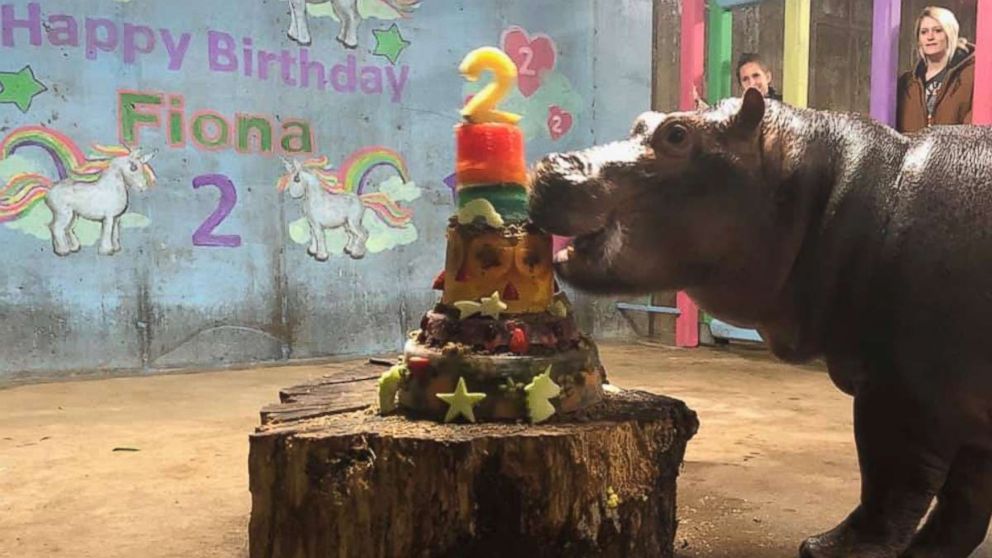 VIDEO: The now-2-year-old hippo celebrated her birthday with a cake made of exotic fruit cake.
