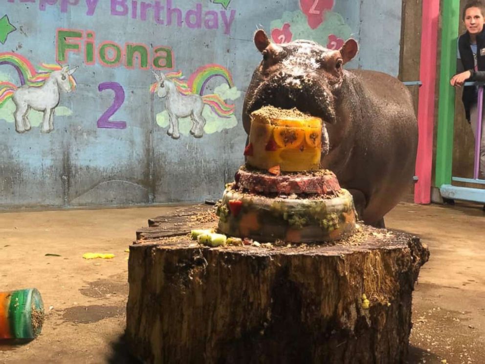 PHOTO: Fiona the hippo turned 2 at the Cincinnati Zoo & Botanical Garden.