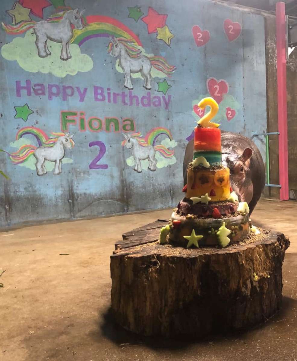 PHOTO: Fiona the hippo turned 2 at the Cincinnati Zoo & Botanical Garden.