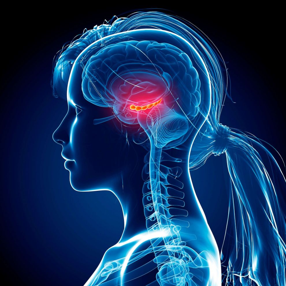 PHOTO: Illustration of hiccocampus of female brain.