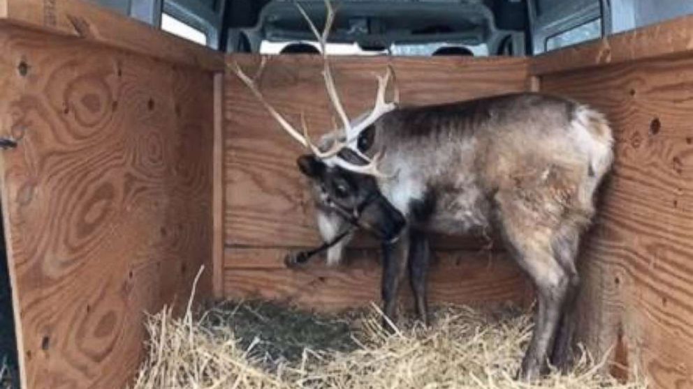 Indiana State Police pulled over the driver of a van only to find a reindeer in the back.
