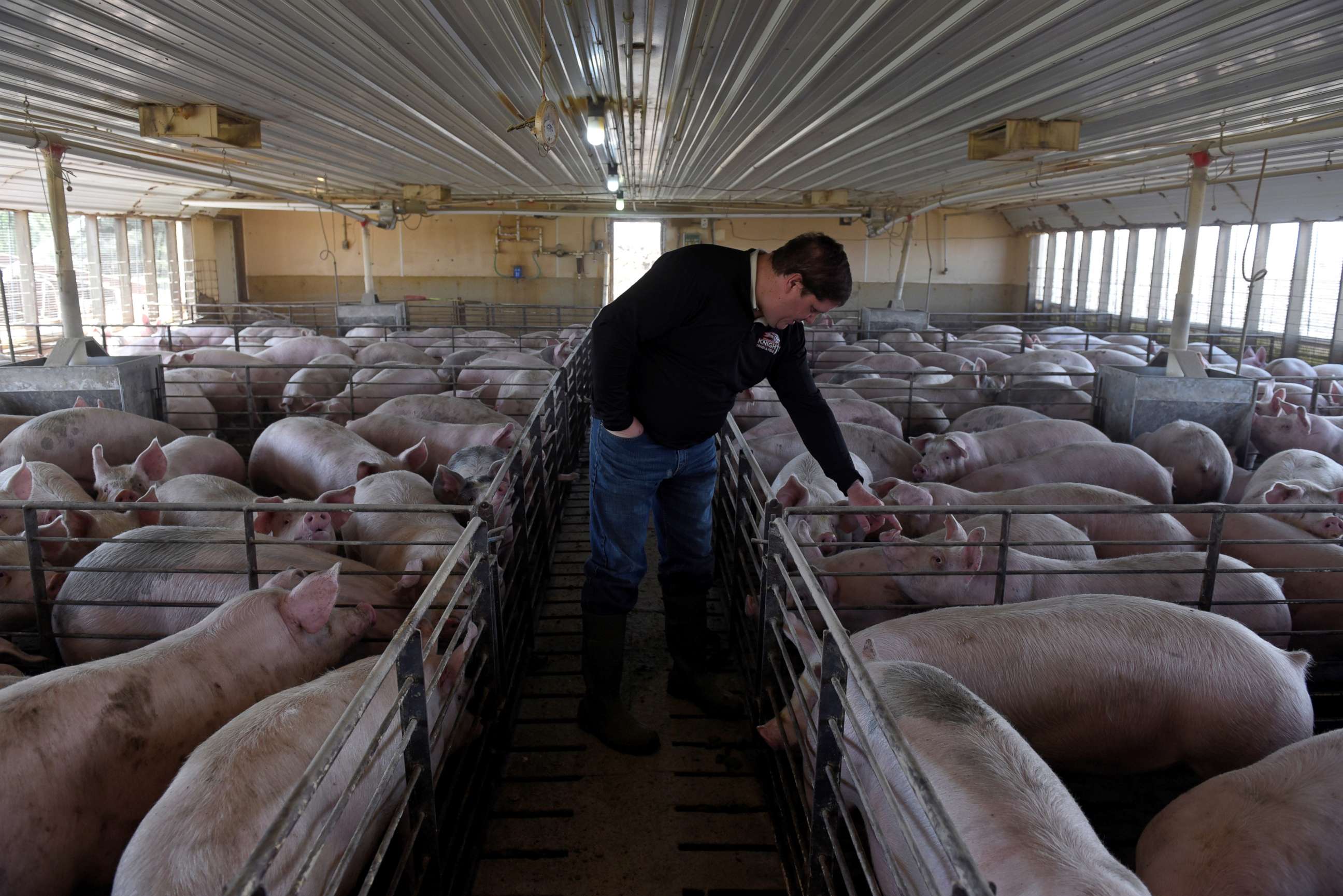 PHOTO: Hog farmer Mike Patterson walks through one of his barns at his property in Kenyon, Minnesota, April 23, 2020.