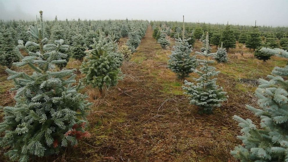 PHOTO: Holiday Tree Farms in Corvallis, Oregon, one of the largest Christmas tree farms in the world. It's been owned and operated by the Schudel family since 1955.