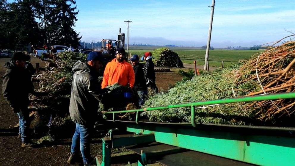 PHOTO: Once the trees are cut, they are wrapped and sent to a warehouse in Los Angeles where they are then distributed to tree stands and farms everywhere.