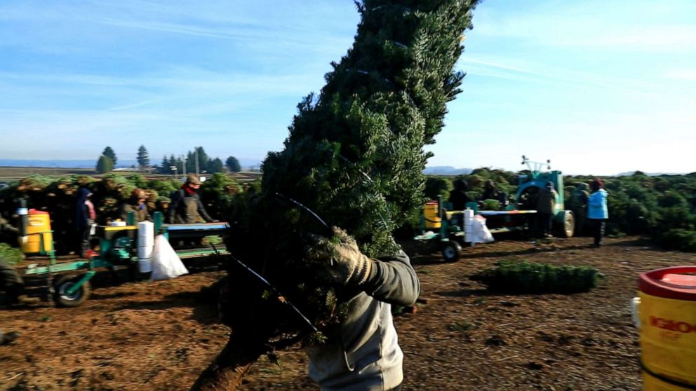 PHOTO: Once the trees are cut, they are wrapped and sent to a warehouse in Los Angeles where they are then distributed to tree stands and farms everywhere.
