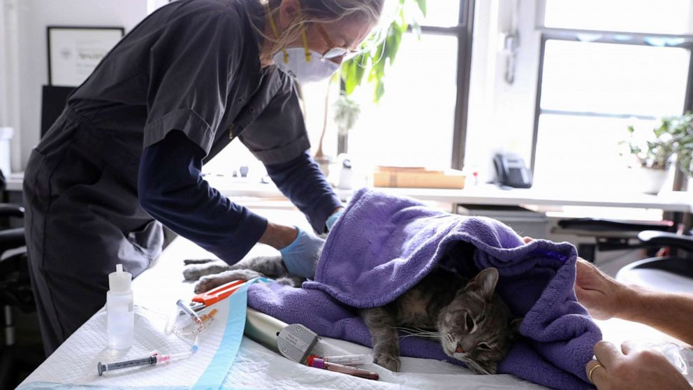 PHOTO: Home veterinarian Wendy Jane McCulloch examines cat as she makes client home visits, which have additional safety protocols in recent weeks during the spread of coronavirus disease (COVID-19) outbreak, in New York City, March 31, 2020.