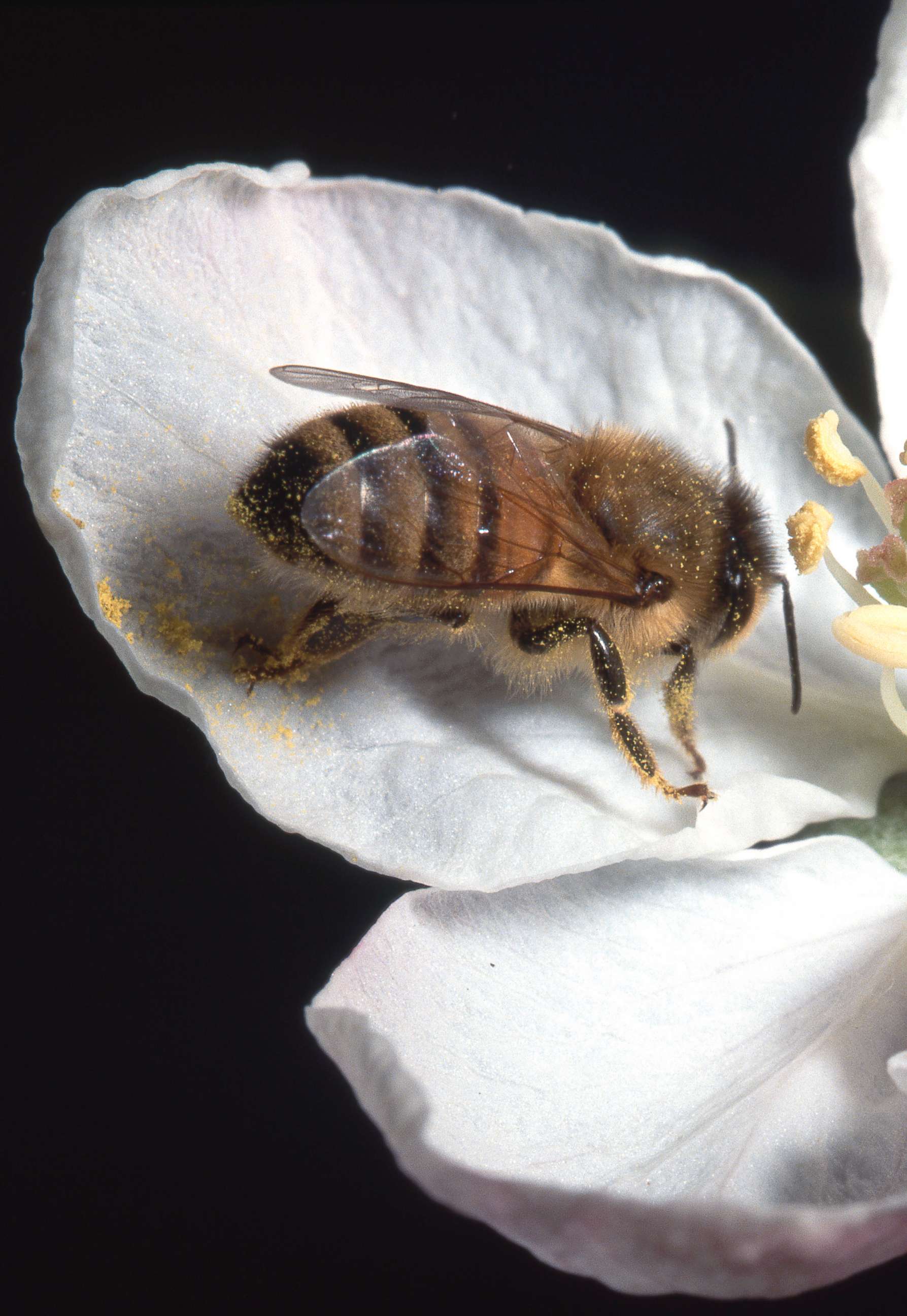 PHOTO: A honey bee sits on an apple blossom in an undated photo released by the USDA.