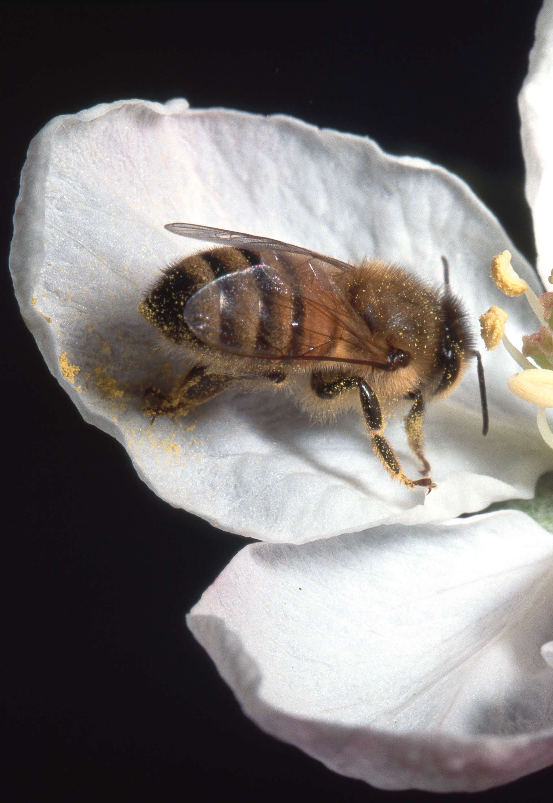 American bumblebees disappeared from 8 states, face extinction