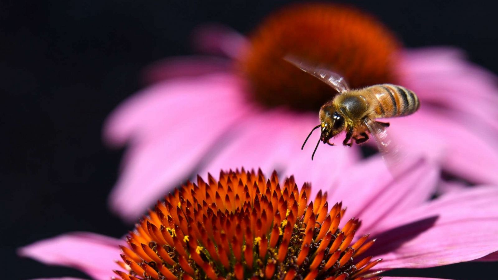 Nearly 40% decline in honey bee population last winter 'unsustainable,'  experts say - ABC News