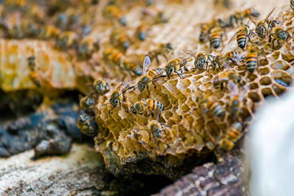 PHOTO: Les abeilles sont vues dans une ruche sur cette photo.