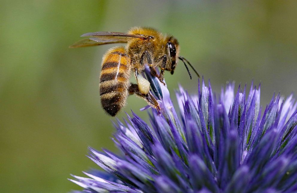 PHOTO: Abeille à miel se pose sur une fleur dans cette photo.