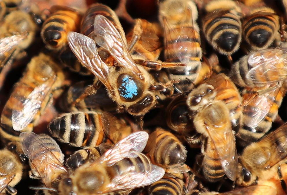 PHOTO: A queen bee marked in blue is pictured with other bees in a hive at Sweet Bee Honey Farm, in Sorrento, Fla., May 21, 2020.