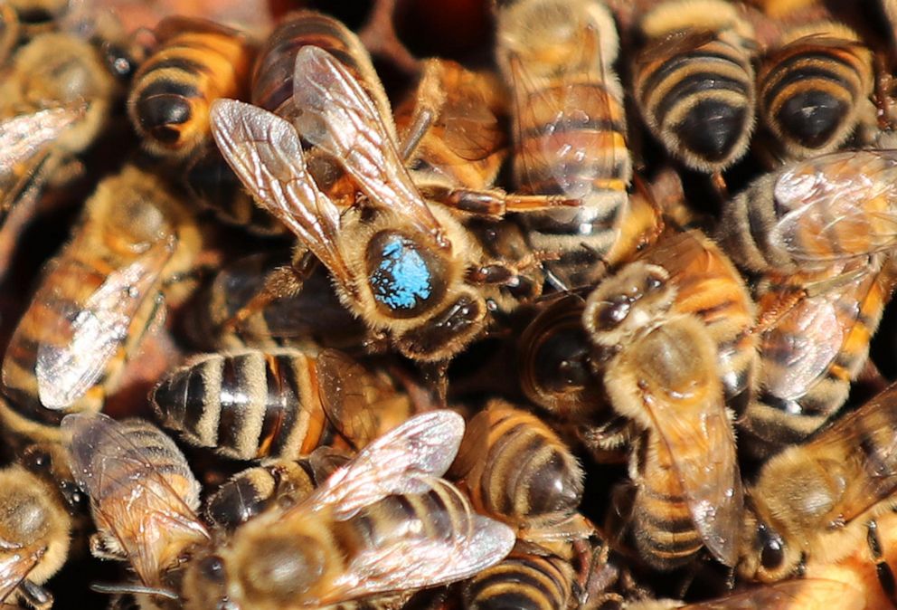 Nearly 40% decline in honey bee population last winter 'unsustainable,'  experts say - ABC News